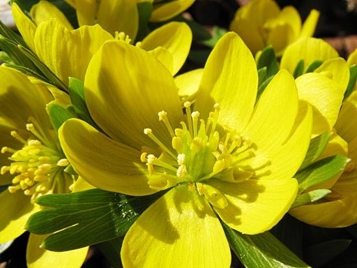 Aconite..jpg 