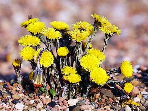 Coltsfoot.jpg 