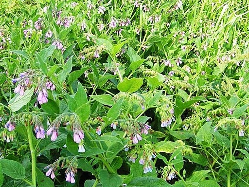 Comfrey.jpg 