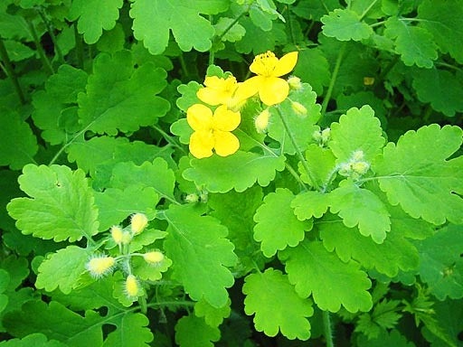 Greater_Celandine.jpg 