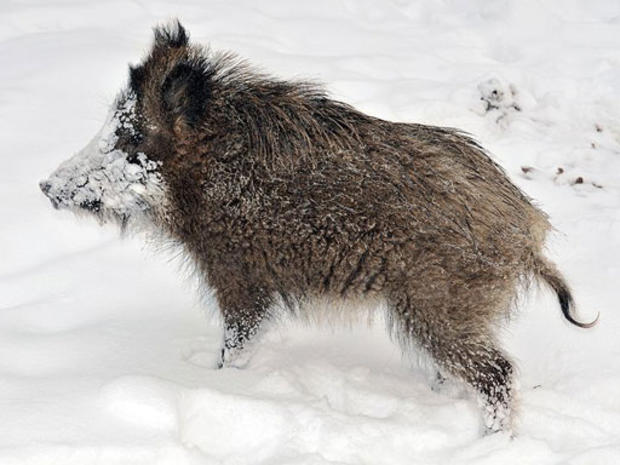 Wild boar in Germany. 