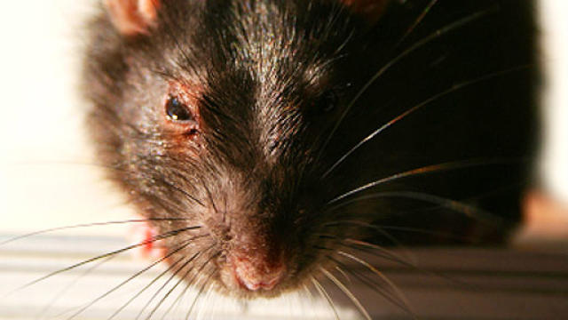 rodent, rat, food, gross, fda, generic, stock 