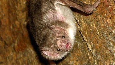 Vampire bats have killed four children and attacked more than 500 people in a remote Amazon region in Peru. The country's health ministry is trying to battle an outbreak of rabies spread by the bat bites. 