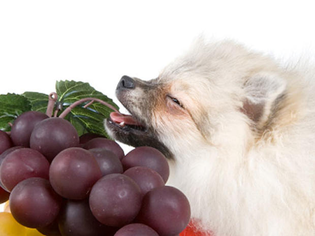 dog, grapes, generic, stock, fruit 