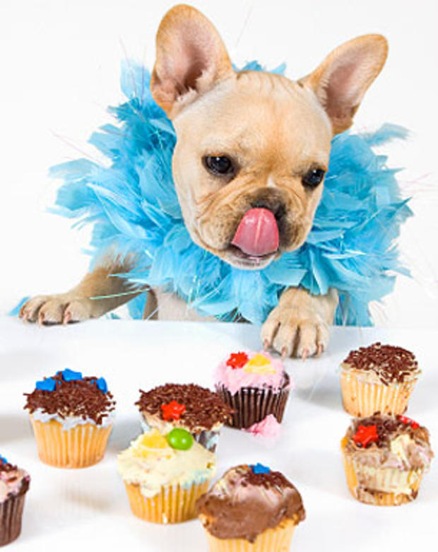 dogs, chocolate, cupcakes, dog, puppies, puppy, generic, stock, cute 