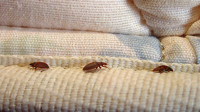 bed-bugs-generic-image.jpg 