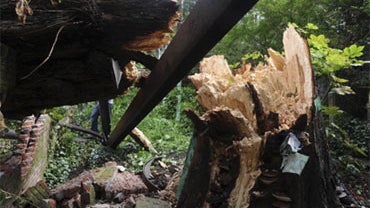 Anne Frank Toppled Tree 