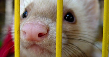 California ferret owners We're not criminals! CBS News