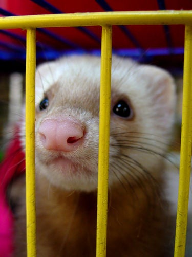California ferret owners We're not criminals! CBS News