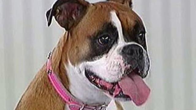 boxer-named-patches.jpg 