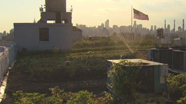 With the proliferation of farmers markets across the country, farms are turning up in the most unlikely places. 