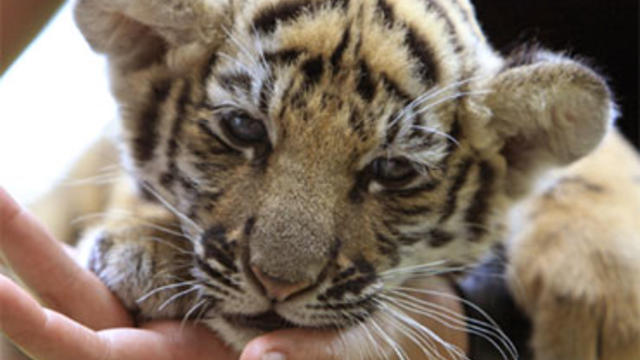 Baby tiger found stuffed in bag at Thai airport