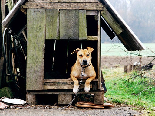dog in rain, generic, stock 