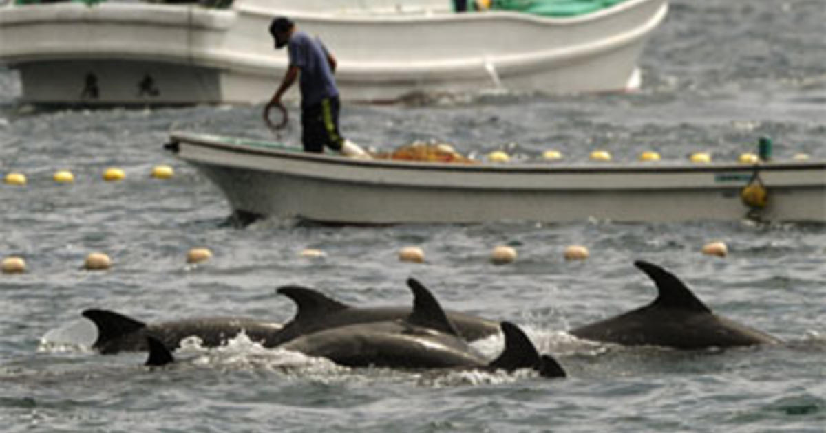 Eavesdropping On The Secret Lives Of Dolphins In New York Harbour - Forbes  India