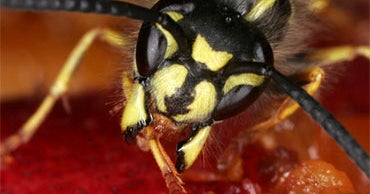 Yellow Jackets Sting Woman 500Plus Times CBS News
