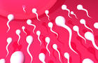 sperm 