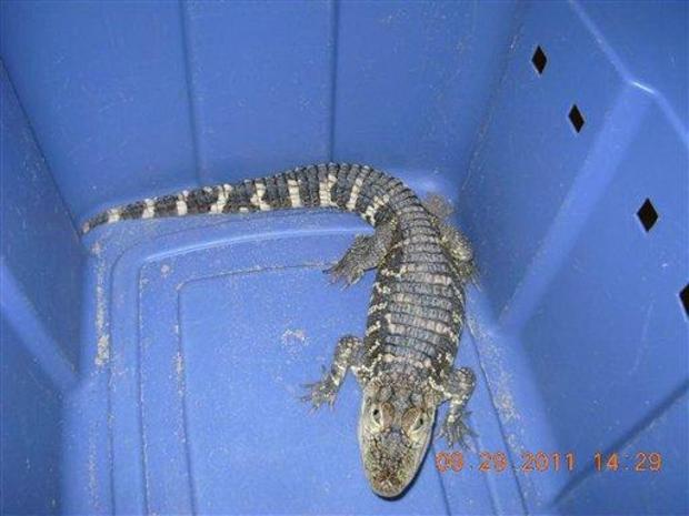 Pet Alligator Seized From Liquor Store In NY, Two Employees Ticketed 