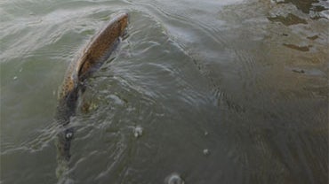 600 Pounds of Trout Stolen From Pond, Says Farmer  