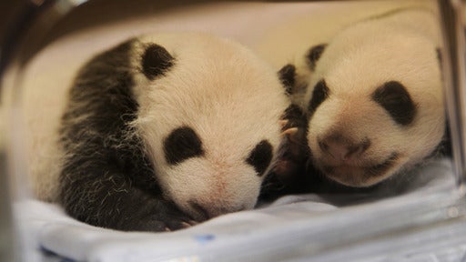 Baby Panda Twins Born in Madrid Zoo
