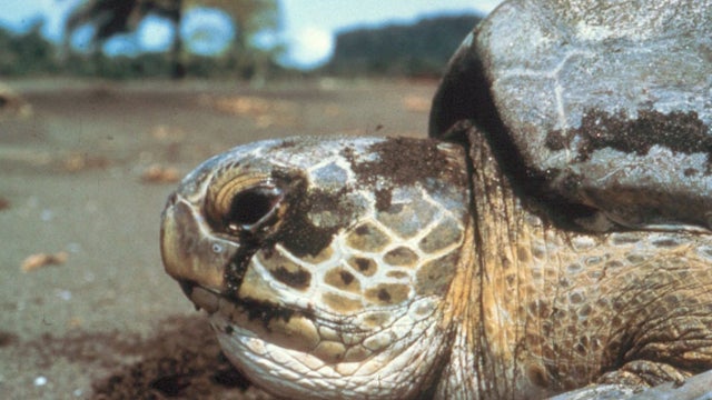 Sea Turtles of the Gulf of Mexico