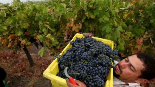 wine-harvest.jpg 