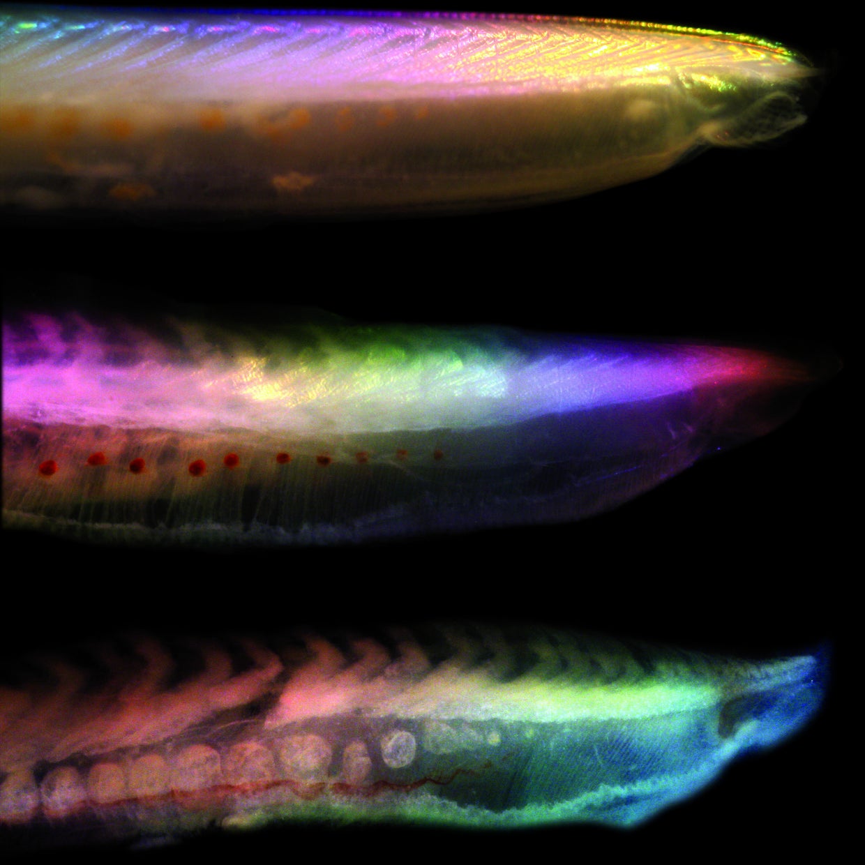 Decaying Fish Offer Clues to Early Evolution - CBS News