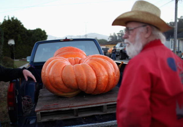 Mighty Gourds On View At Annual World Championship Pumpkin Weigh-Off 