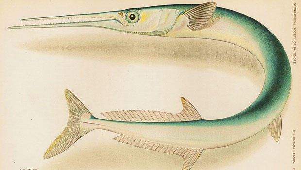 houndsfish, a type of needlefish 