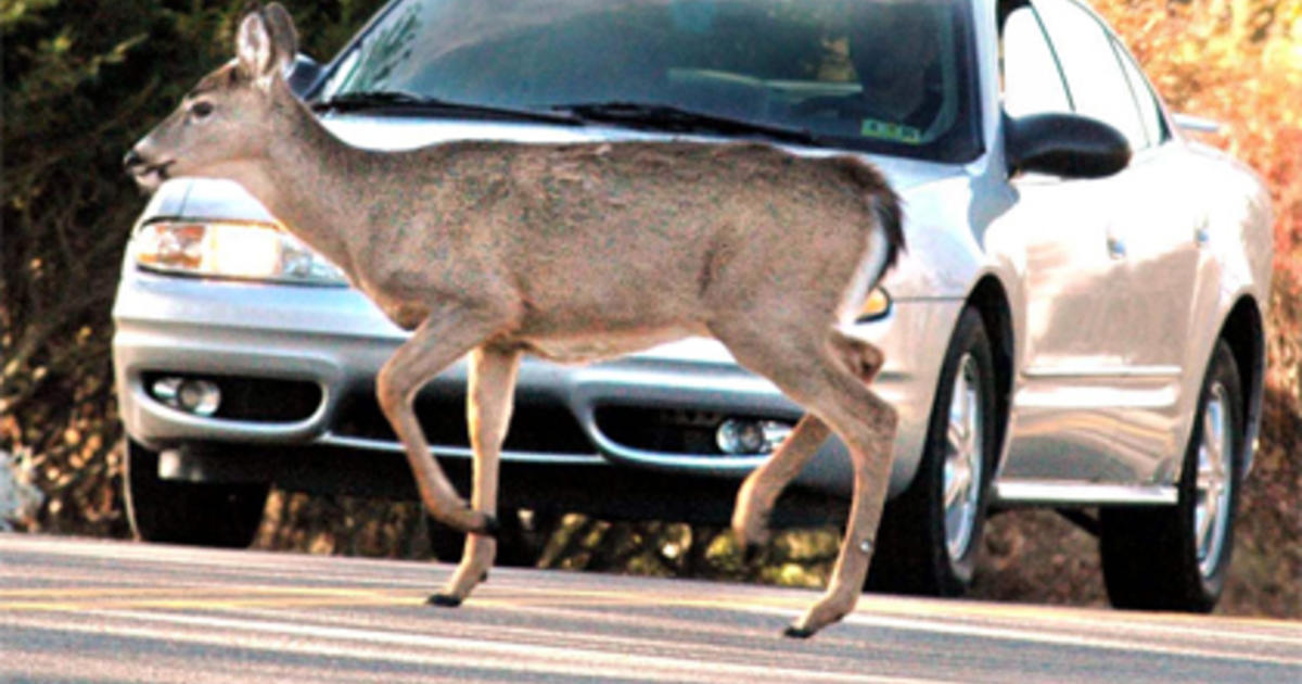 NJ Motorists Warned To Watch For Deer CBS New York