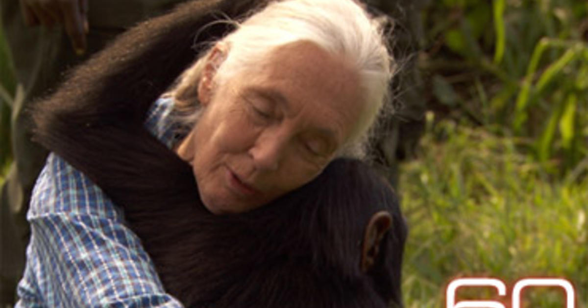 Jane Goodall Returns to Her Chimps in Tanzania - CBS News