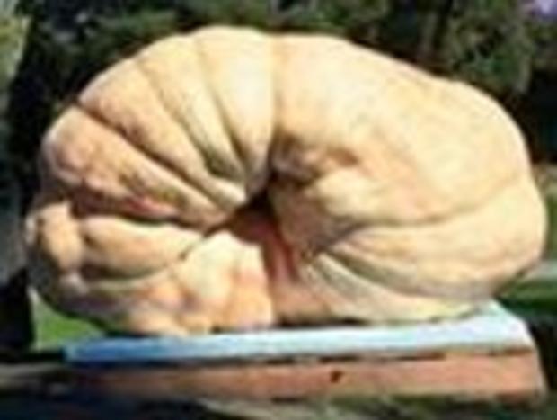 Huge Pumpkin thumb 