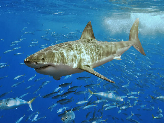 worlds scariest shark attacks