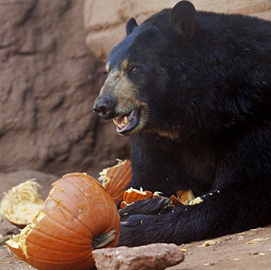 009-bear.jpg 