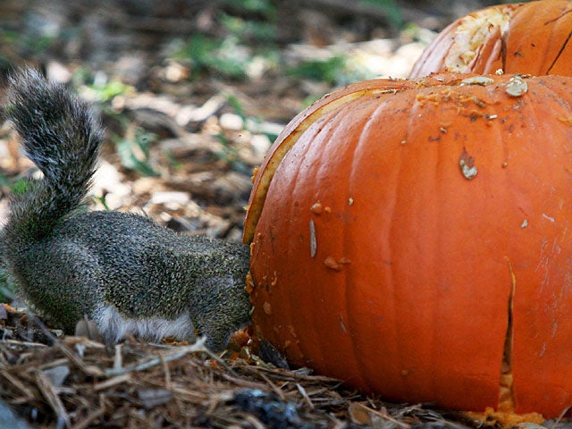 024-squirrel.jpg 