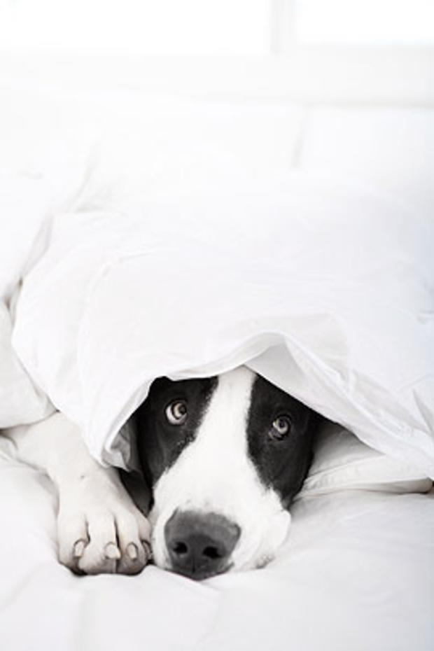 dog-under-blanket.jpg 