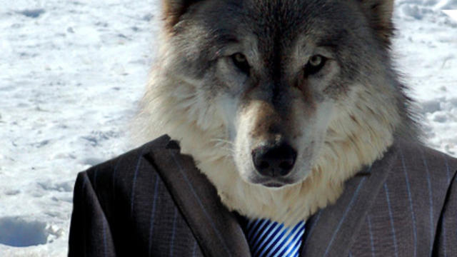wolf-in-wolfs-clothing1.jpg 