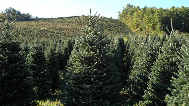 christmas-tree-farms1.jpg 