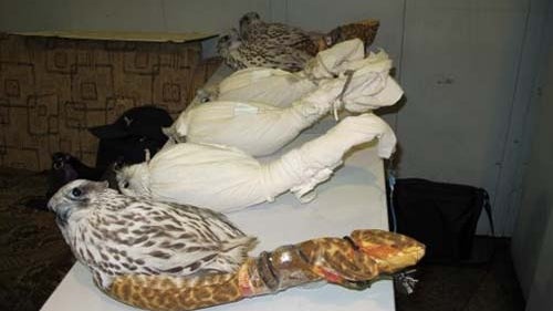 Rare Falcons Confiscated at Moscow Airport 
