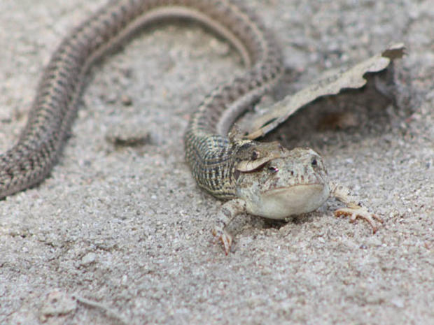 snake-eats-toad-at-cherry-creek-state-park.jpg 