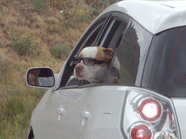 dog-in-car.jpg 