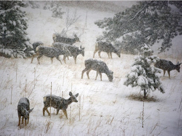 deer-in-snow-in-evergreen.jpg 