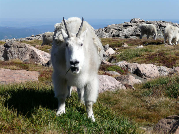 mountain-goat-on-mount-evans.jpg 