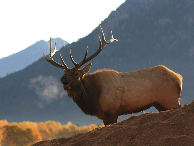 elk-in-rocky-mountain-national-park.jpg 