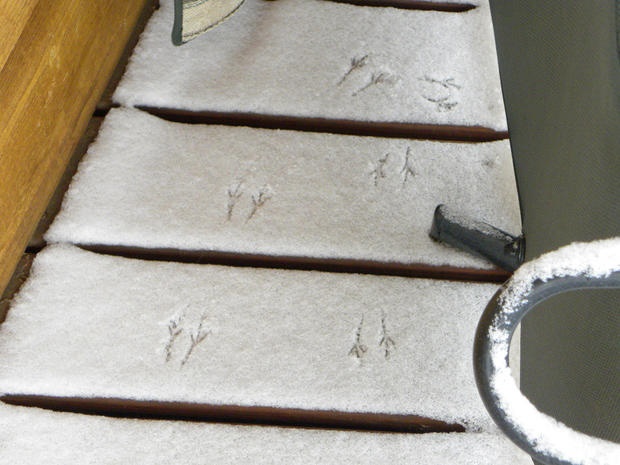 bird-tracks-in-snow.jpg 