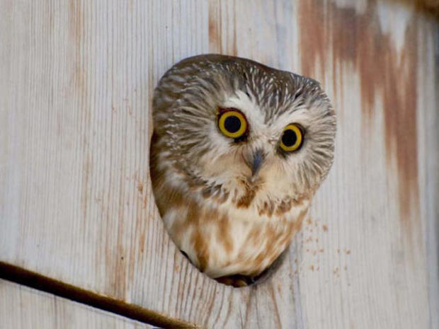 owl2.jpg 