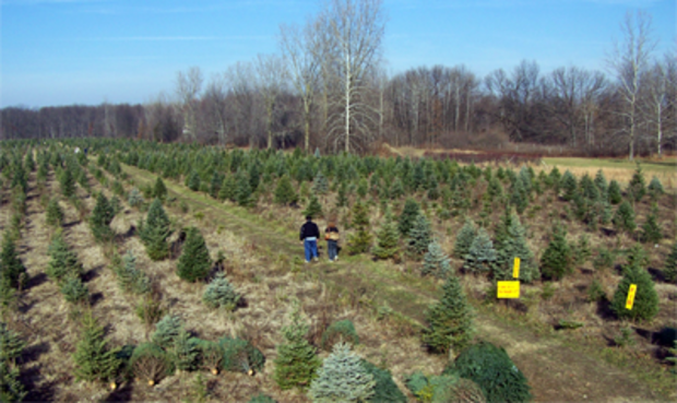 Huron Christmas Tree Farm 