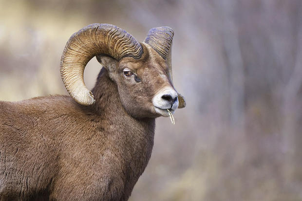 bighorn-sheep1.jpg 