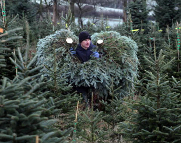 Christmas Tree Farmers 