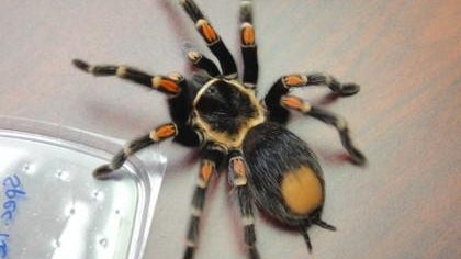 Man Charged for Smuggling Tarantulas To US from Germany 