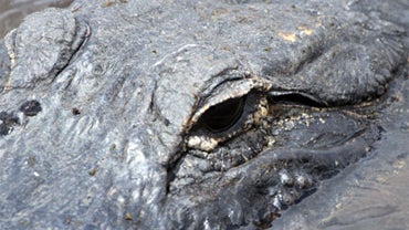 American Alligator  